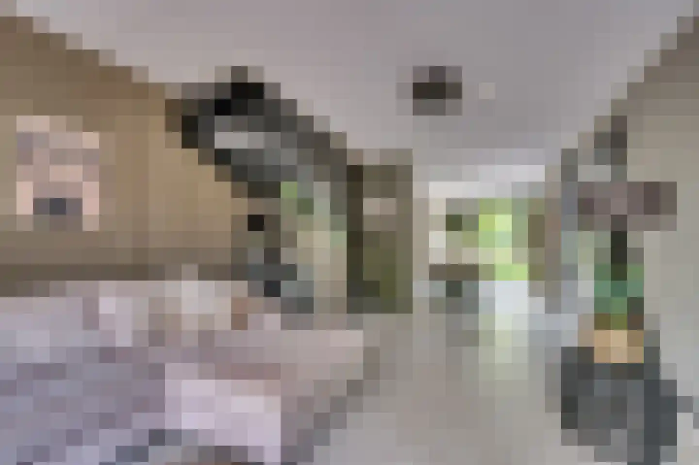 Ericaplein 25 Grubbenvorst thumbnail 10