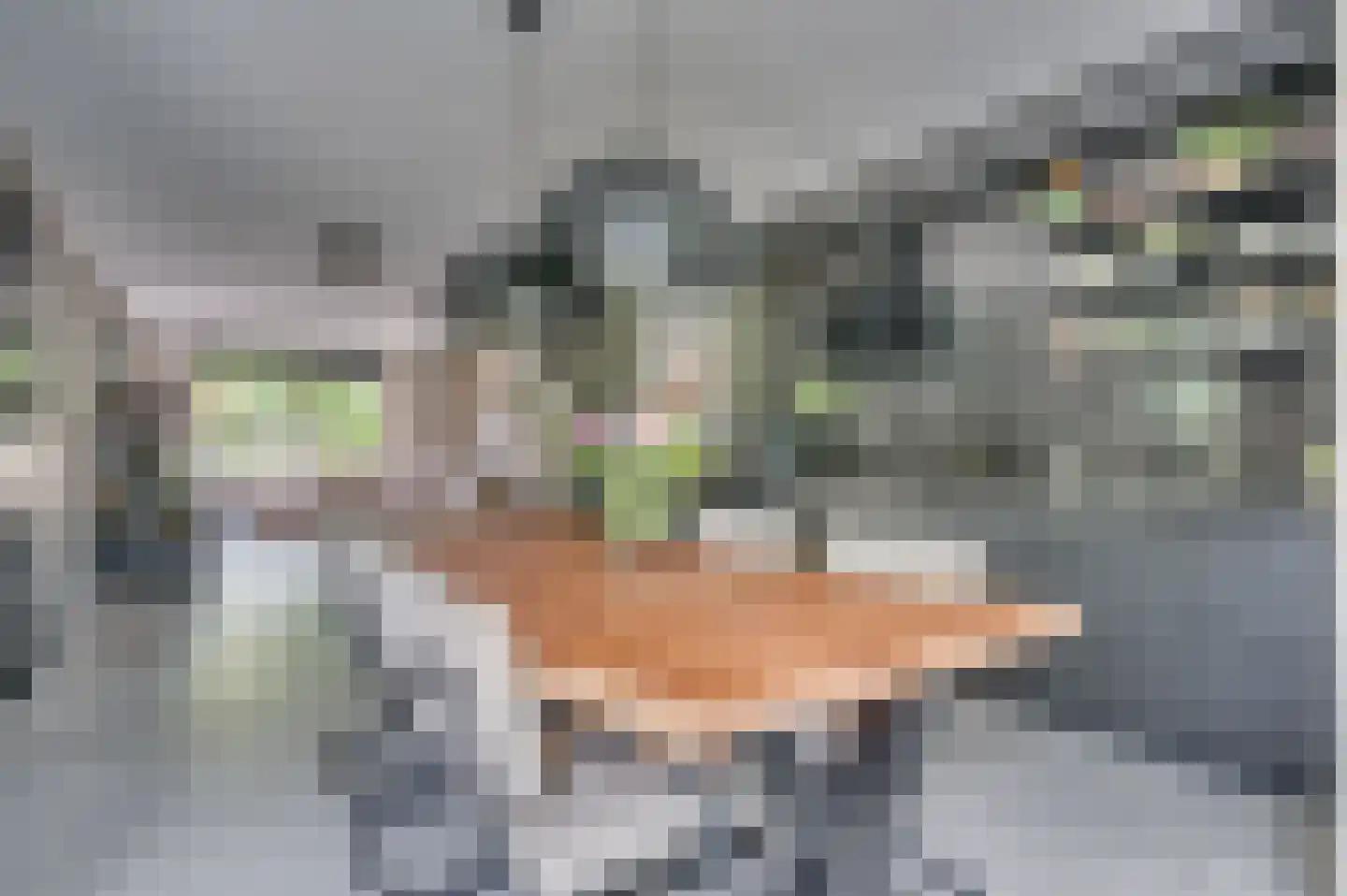Ericaplein 25 Grubbenvorst thumbnail 15