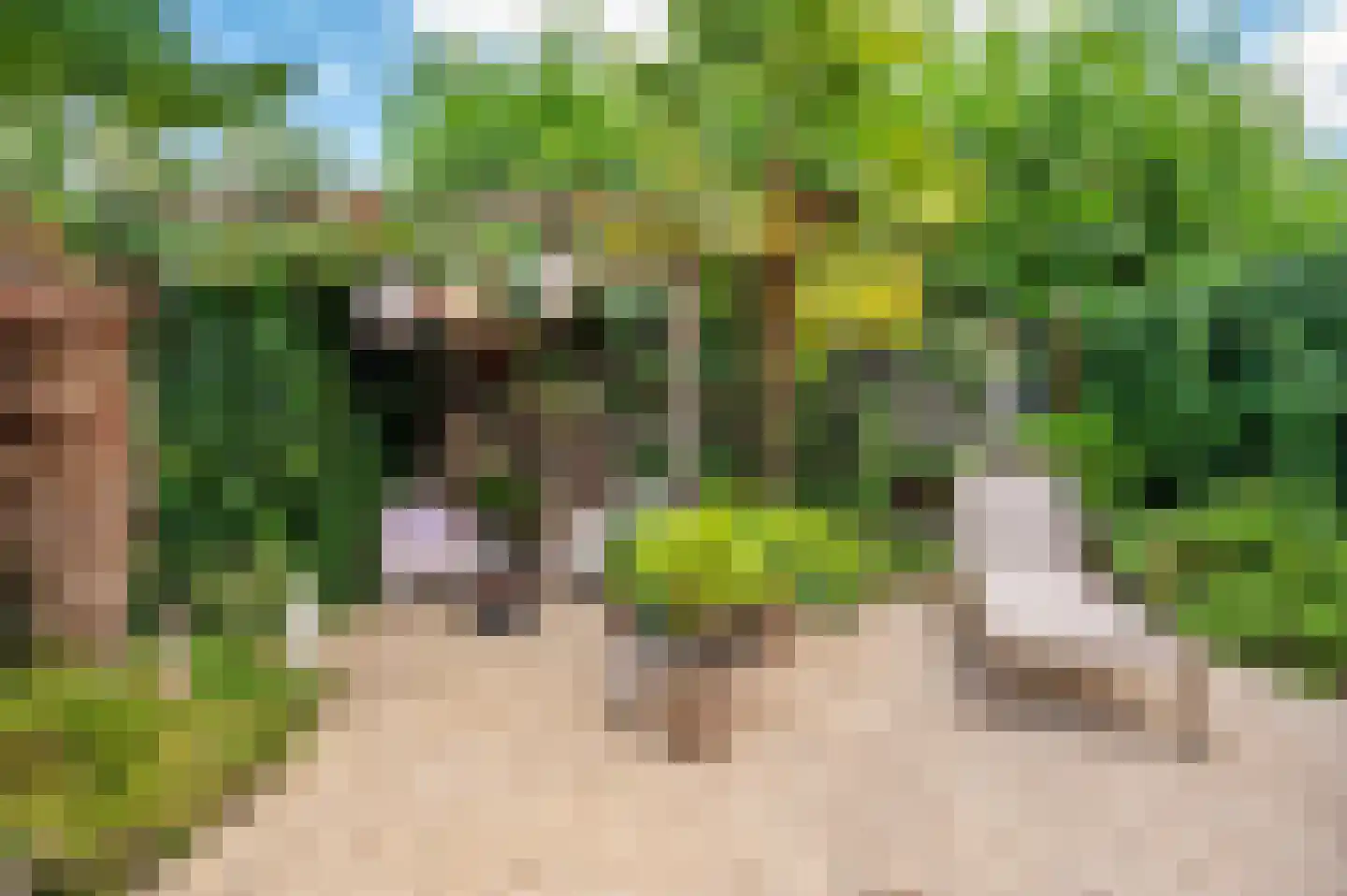 Ericaplein 25 Grubbenvorst thumbnail 39
