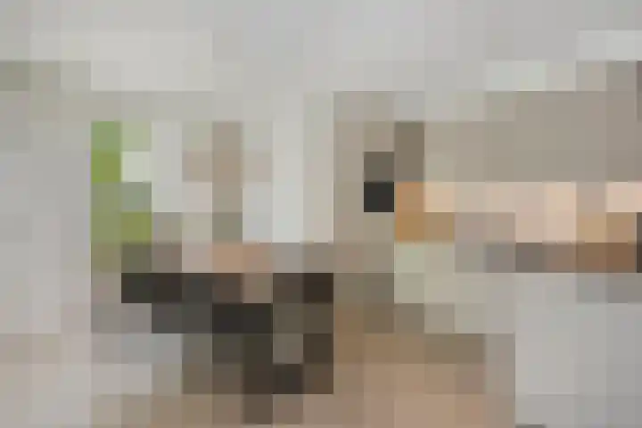 Ericaplein 27 Grubbenvorst thumbnail 20