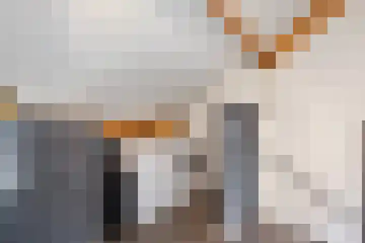 Ericaplein 64 Grubbenvorst thumbnail 23