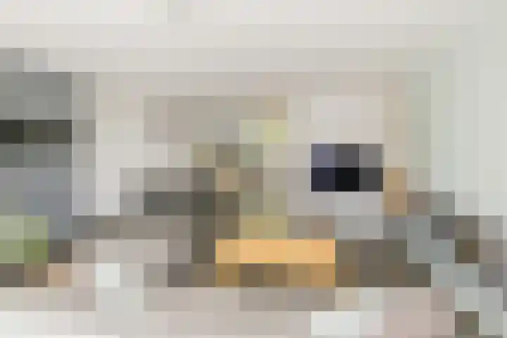 Ericastraat 1 Noordwijkerhout thumbnail 9