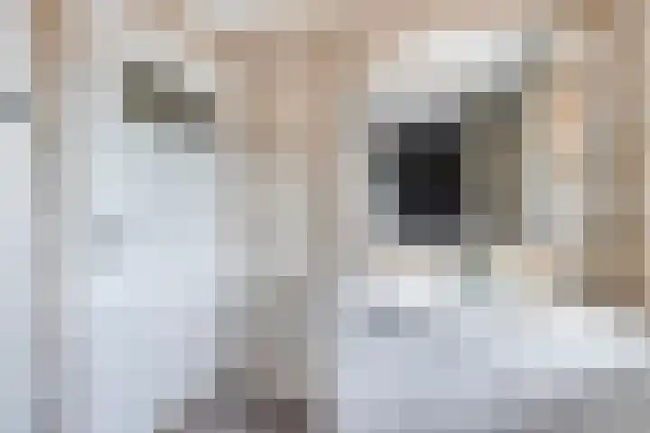 Ericastraat 17 Eindhoven thumbnail 19