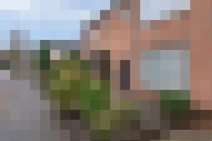Ericastraat 17 Sint-Michielsgestel thumbnail 31