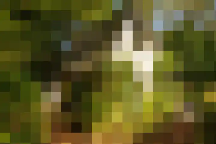 Ericaweg 9 0047 Nunspeet thumbnail 12