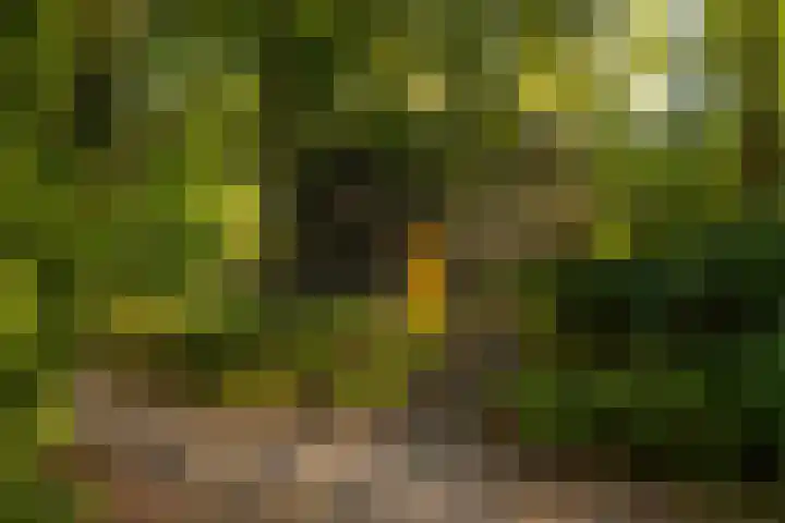 Ericaweg 9 0047 Nunspeet thumbnail 14