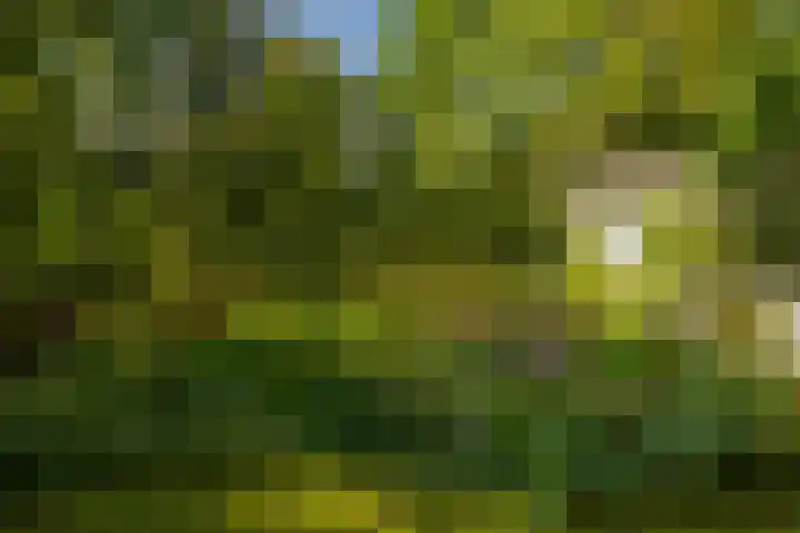 Ericaweg 9 0047 Nunspeet thumbnail 39