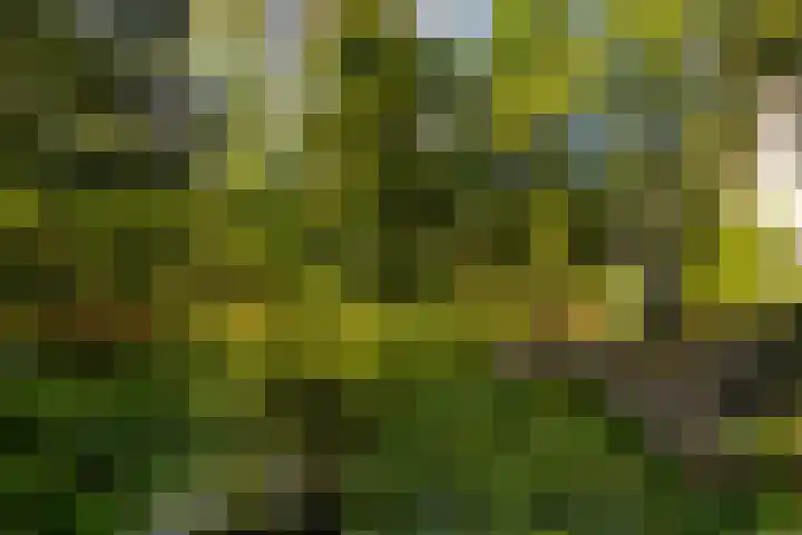 Ericaweg 9 0047 Nunspeet thumbnail 40