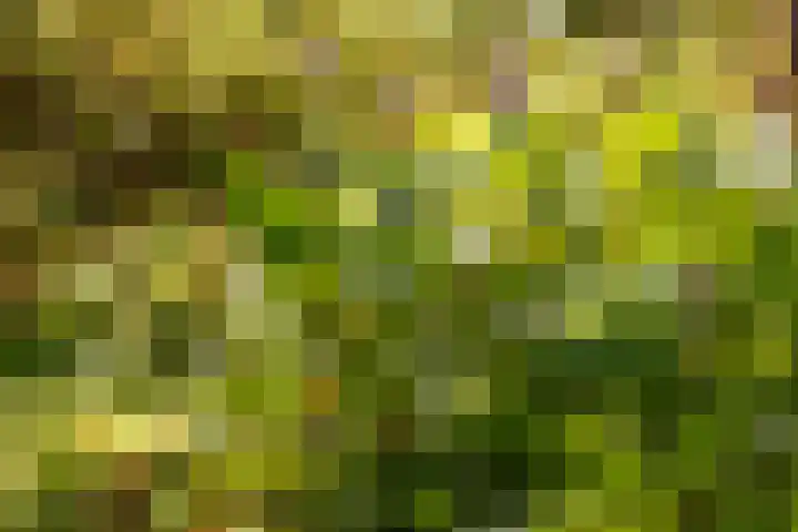 Ericaweg 9 0047 Nunspeet thumbnail 41