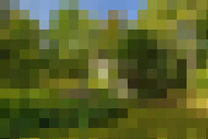Ericaweg 9 0047 Nunspeet thumbnail 5
