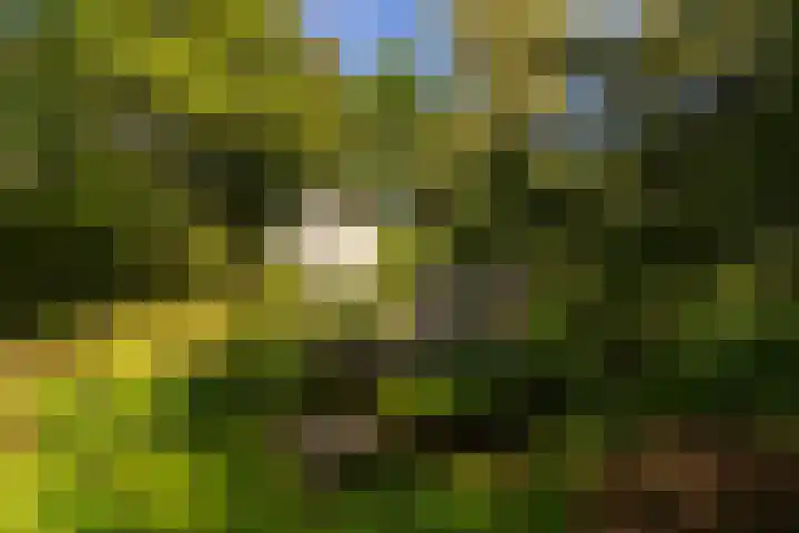 Ericaweg 9 0047 Nunspeet thumbnail 6