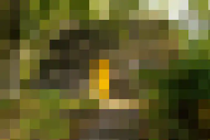 Ericaweg 9 0047 Nunspeet thumbnail 7