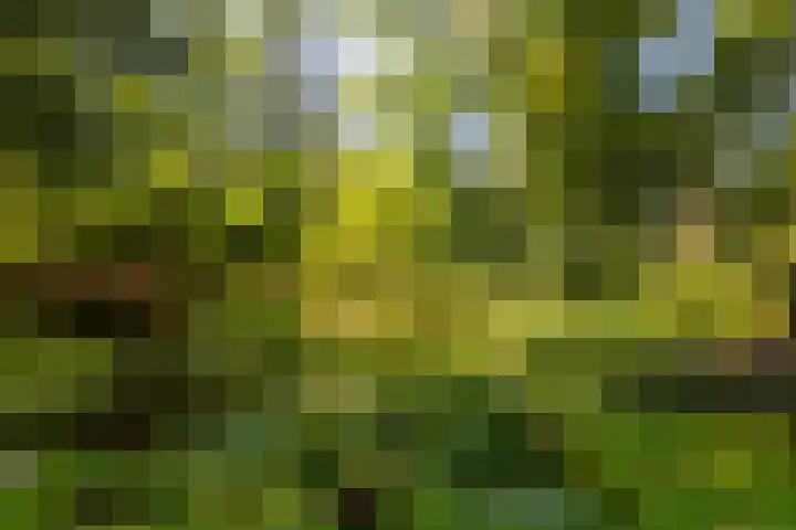 Ericaweg 9 0047 Nunspeet thumbnail 8