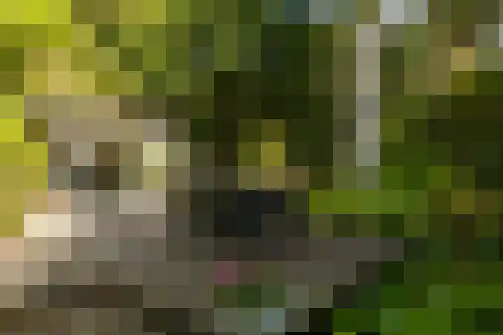 Ericaweg 9 0047 Nunspeet thumbnail 9