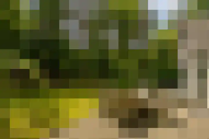 Ericaweg 9 0123 Nunspeet thumbnail 5