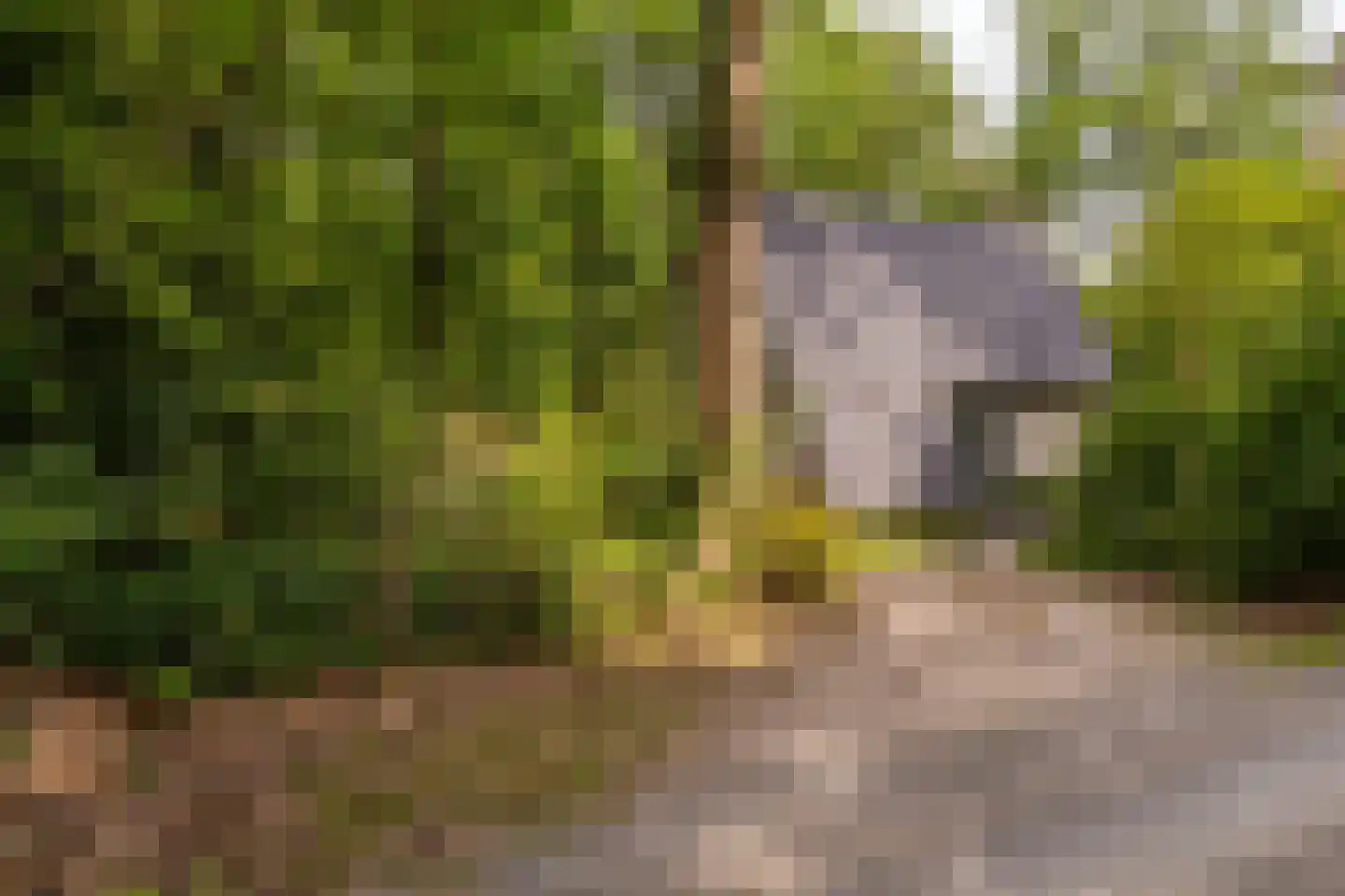 Ericaweg 9 0126 Nunspeet thumbnail 11