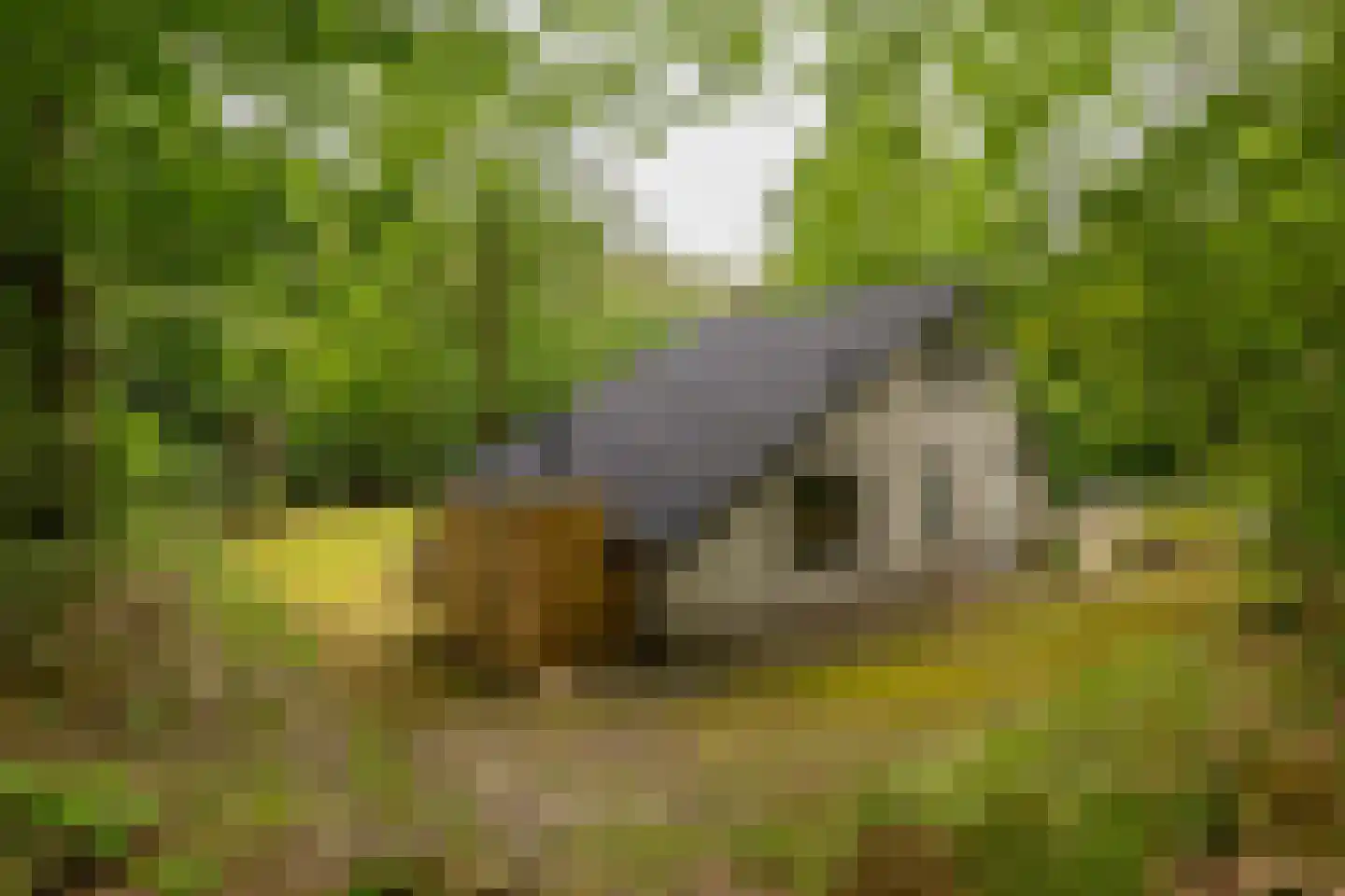 Ericaweg 9 0126 Nunspeet thumbnail 37