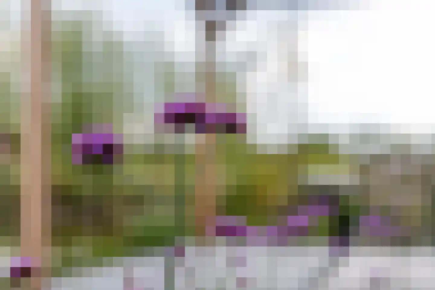 Erichemsewal 1 f Erichem thumbnail 79
