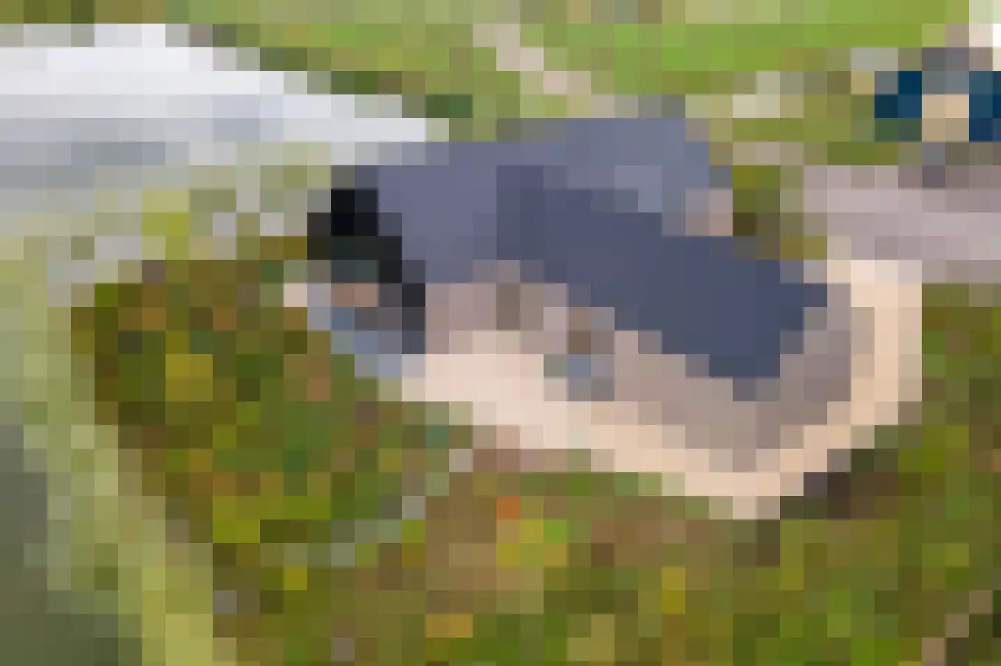 Erichemsewal 1 f Erichem thumbnail 91