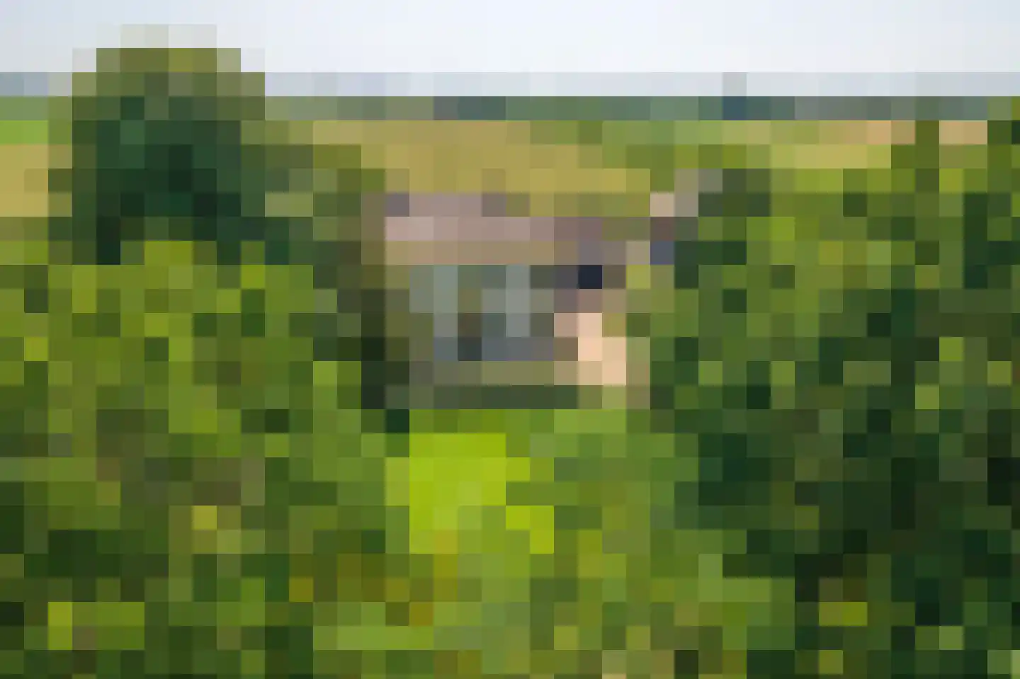 Erichemseweg 62 Erichem thumbnail 111