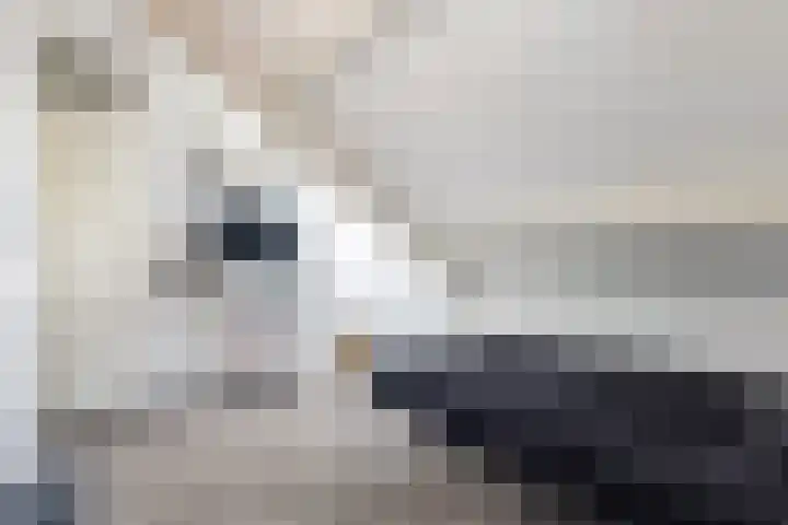 Ermeline 20 Kollum thumbnail 34