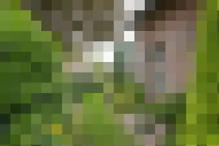 Erve Effinck 17 Enter thumbnail 40