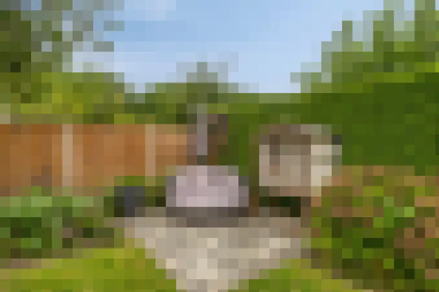 Erve Hobbelinck 16 Enter thumbnail 40