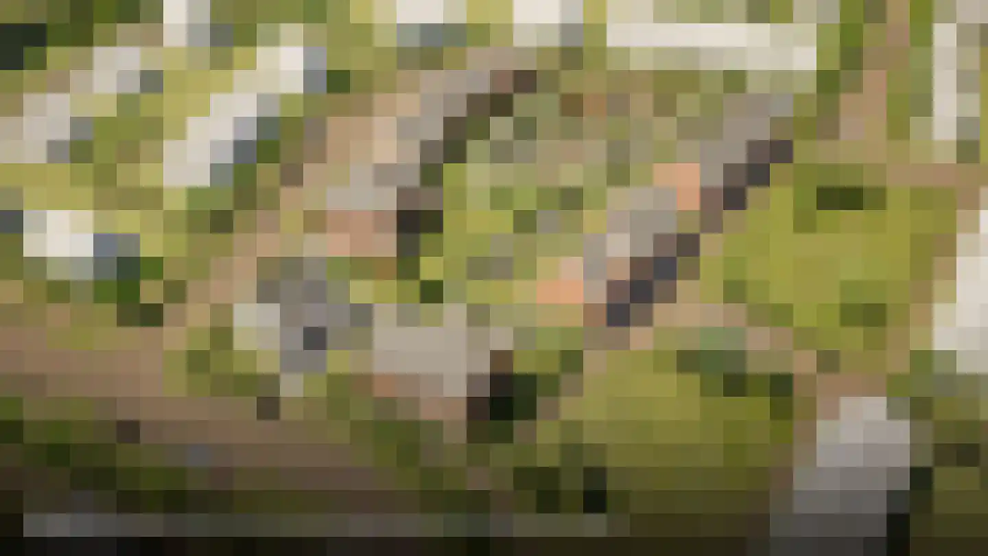 Erve Nijsinck 15 Hardenberg thumbnail 7