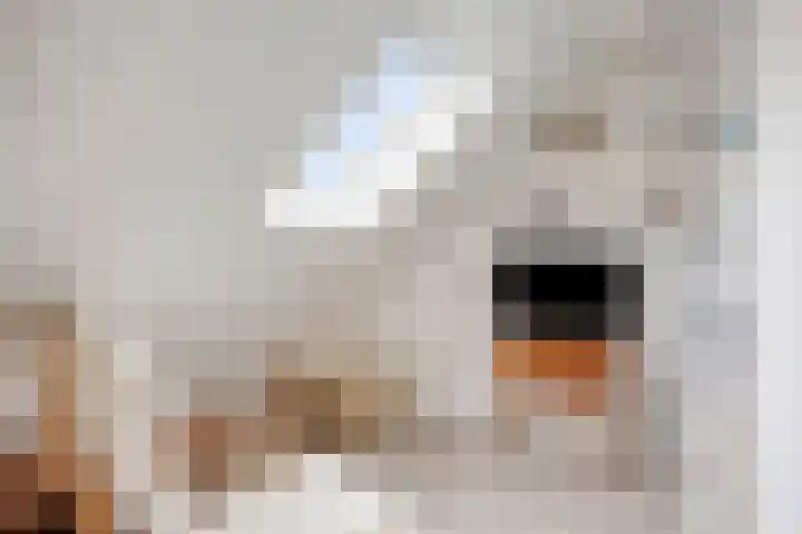 Erve Roerinck 62 Enter thumbnail 41