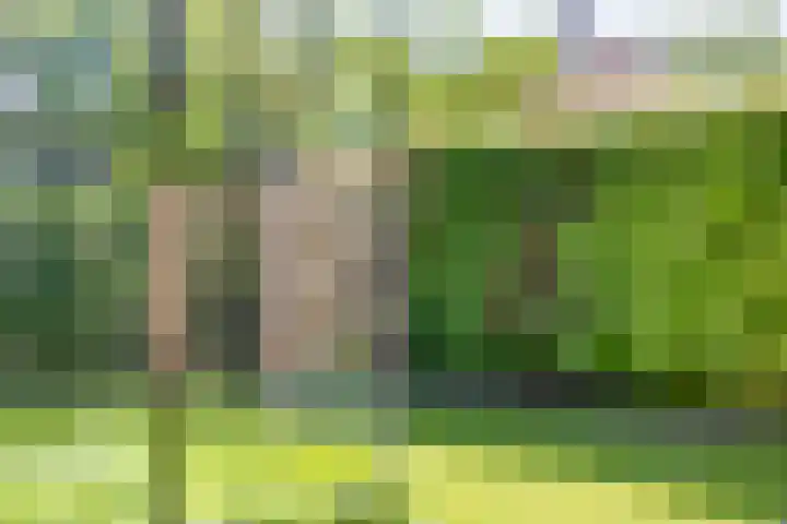 Erve Stroomboer 52 Borne thumbnail 23