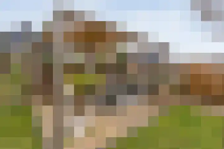 Erve Timmerman 12 Zenderen thumbnail 46