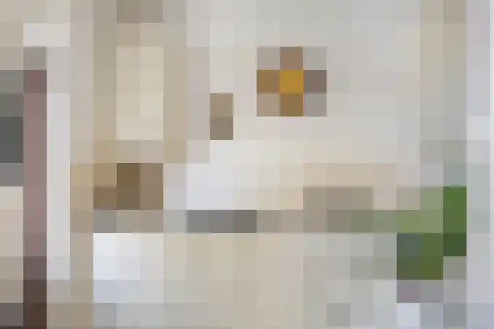 Ervenweg 9 Maasbracht thumbnail 16