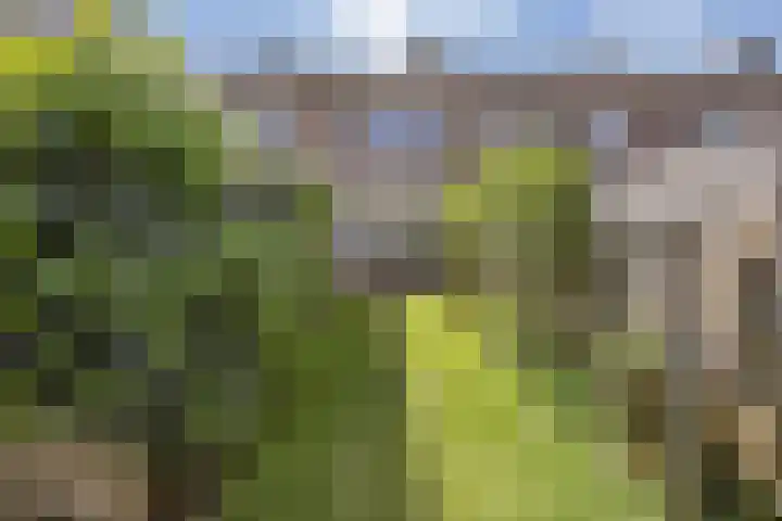Ervenweg 9 Maasbracht thumbnail 32