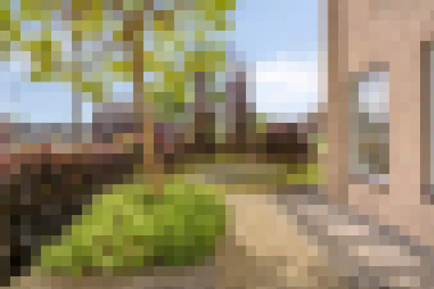 Es 65 Leek thumbnail 64