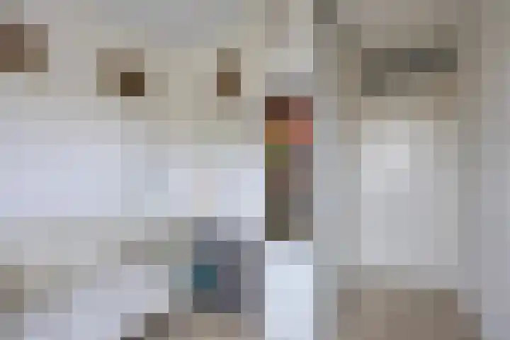 Escudohof 9 Valkenswaard thumbnail 34