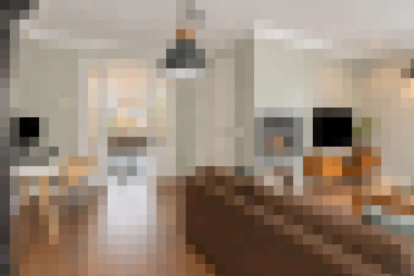 Esdonkstraat 13 Veghel thumbnail 20