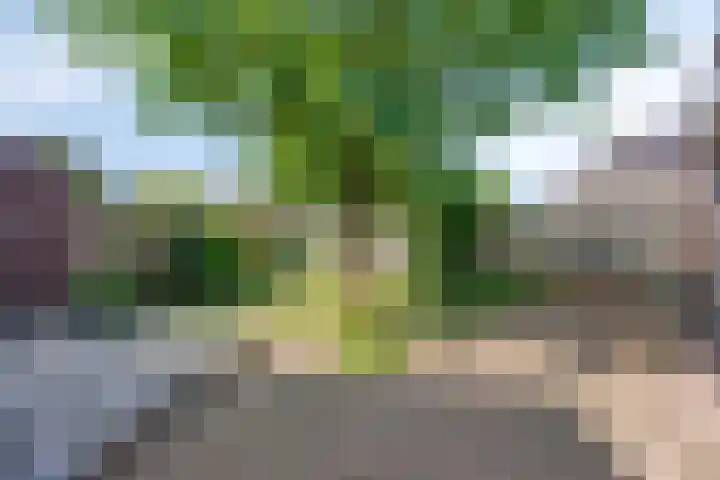 Esdonkstraat 19 Veghel thumbnail 41