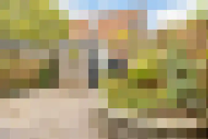 Esdoorn 1 b Odijk thumbnail 23