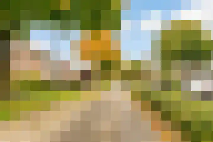 Esdoorn 1 b Odijk thumbnail 26