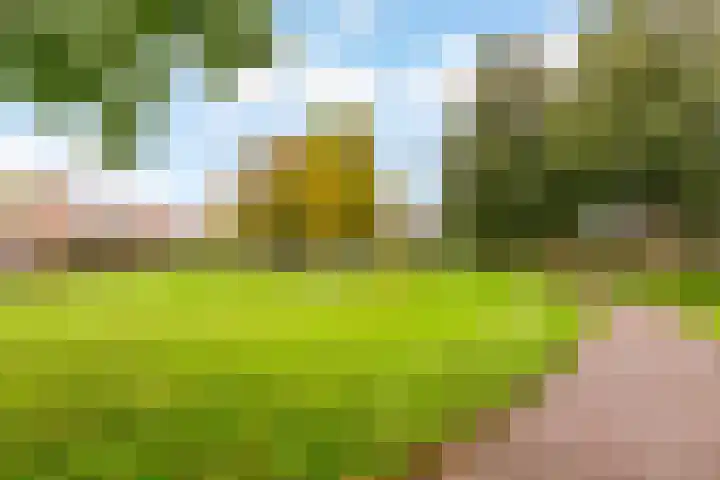 Esdoorn 1 b Odijk thumbnail 27
