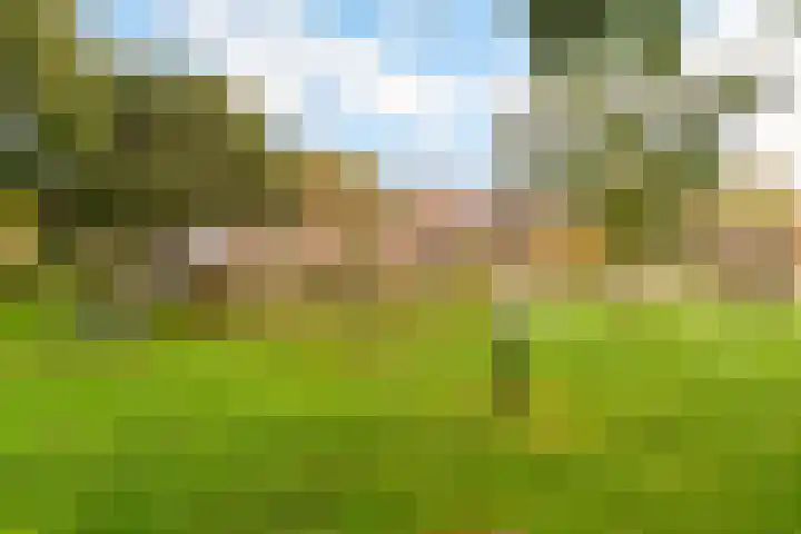 Esdoorn 1 b Odijk thumbnail 28