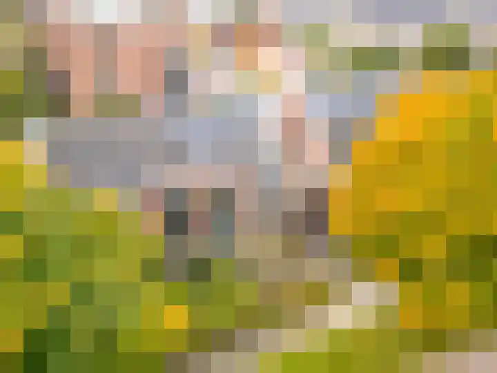 Esdoorn 1 b Odijk thumbnail 30