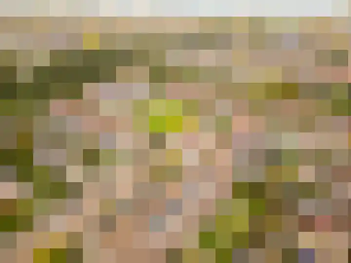 Esdoorn 1 b Odijk thumbnail 34