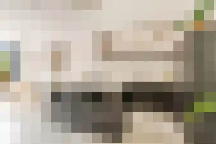 Esdoorn 1 b Odijk thumbnail 7