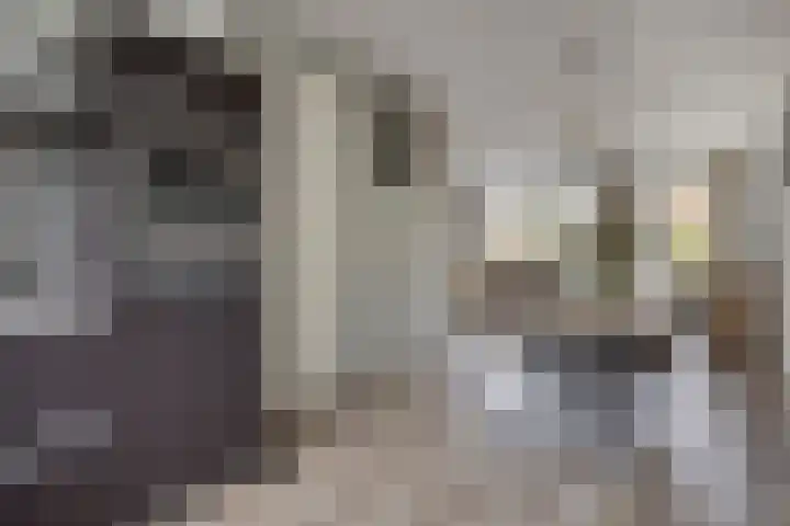 Esdoorn 14 Millingen aan de Rijn thumbnail 13