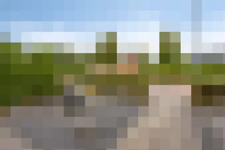 Esdoorn 14 Millingen aan de Rijn thumbnail 28