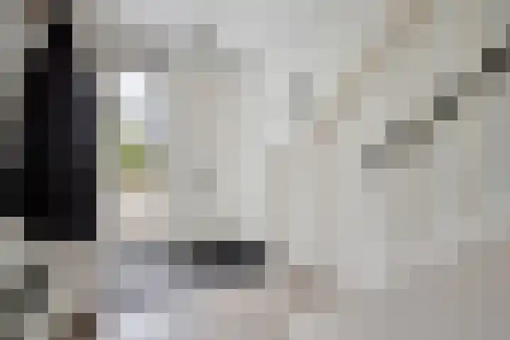 Esdoorn 14 Millingen aan de Rijn thumbnail 5