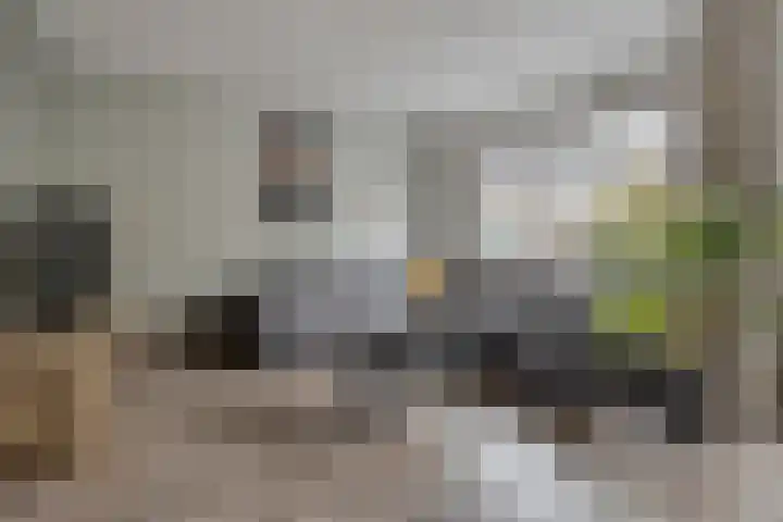 Esdoorn 14 Millingen aan de Rijn thumbnail 7