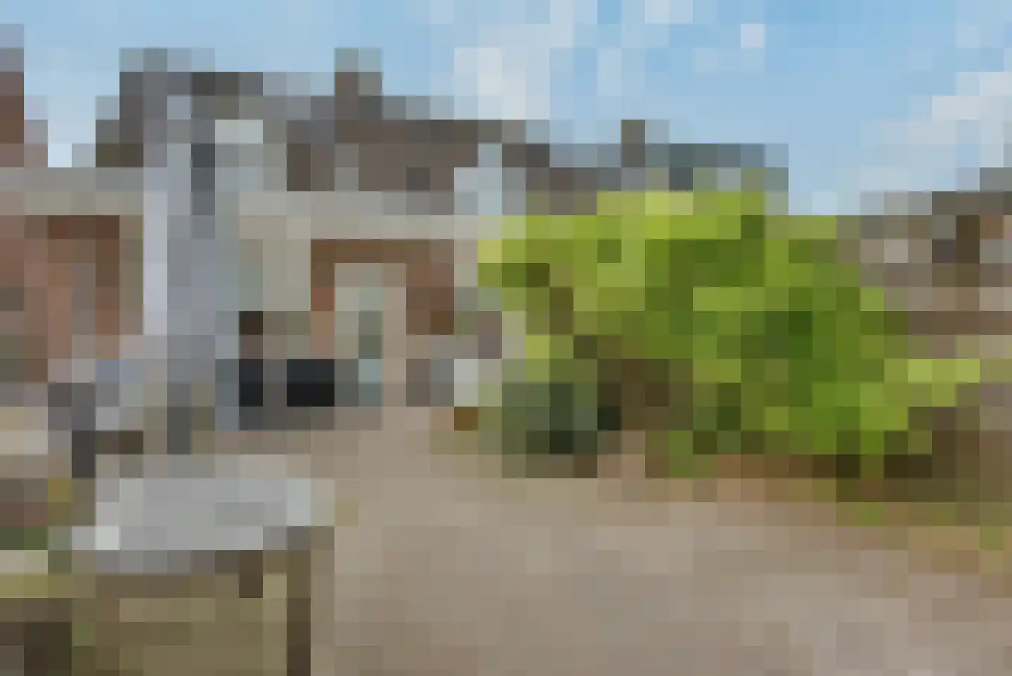 Esdoorn 2 Oost West en Middelbeers thumbnail 28
