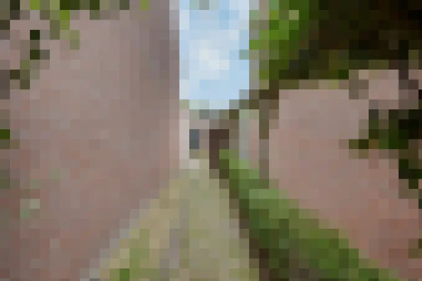 Esdoorn 2 Oost West en Middelbeers thumbnail 36